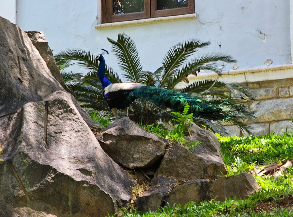 peacock