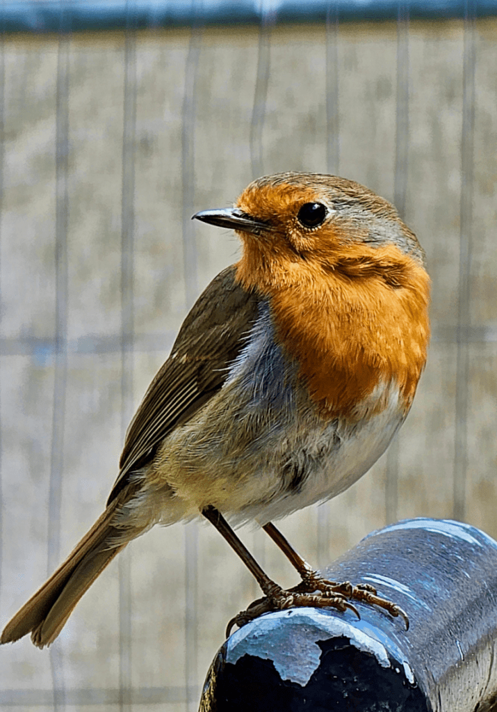 Erithacus rubecula or Robin in Ireland