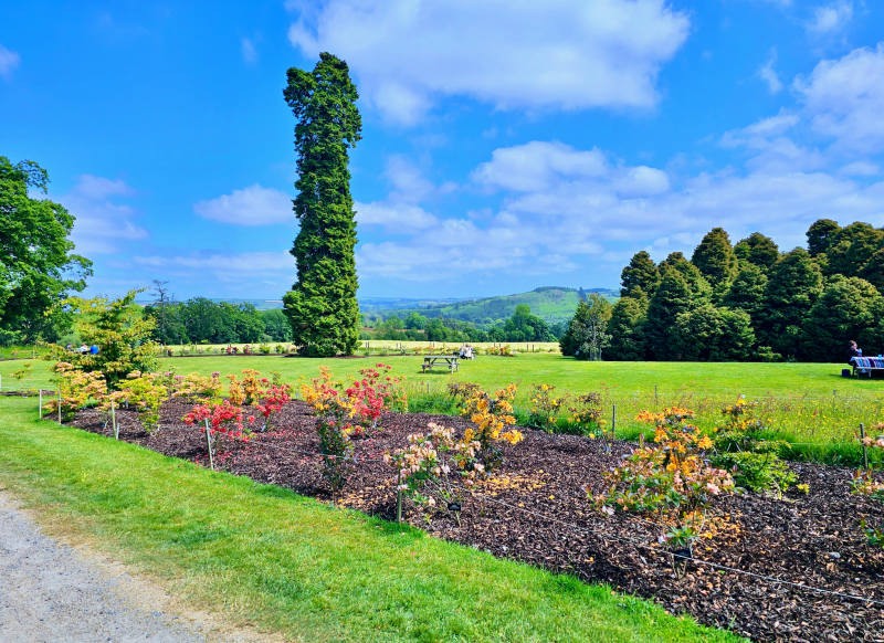 Botanical Gardens Kilmacurragh, Ireland