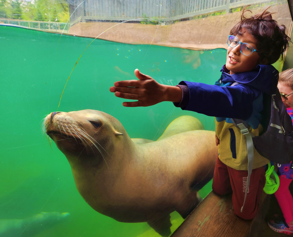 dublin zoo seal with a boy outside the enclosure