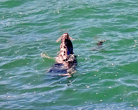 Seal at Glen Beach Cliff Walk, Ireland