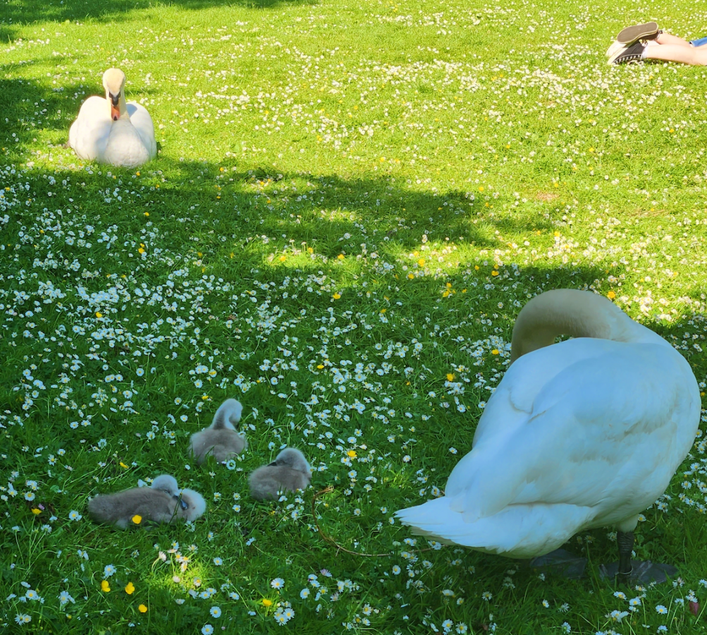 swan with babies at st stephens park in dublin, ireland
