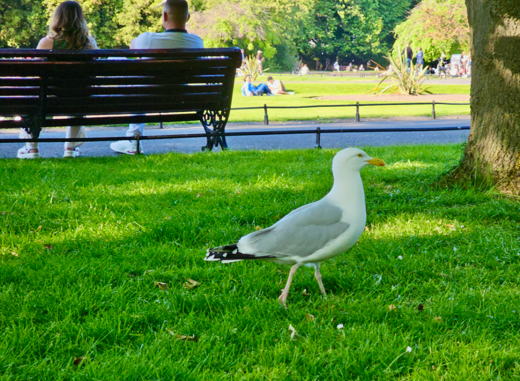 gull strolling in St Stephens Park in Dublin, Ireland