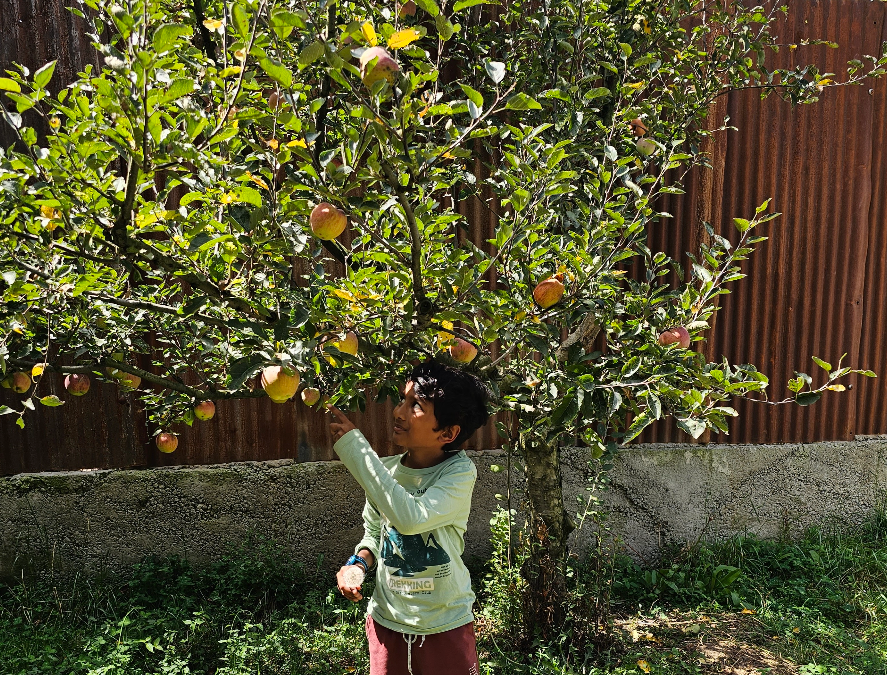apple tree in kashmir