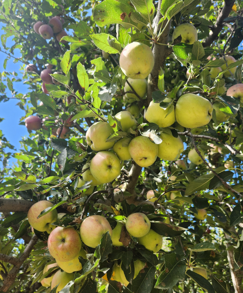kashmiri apple tree