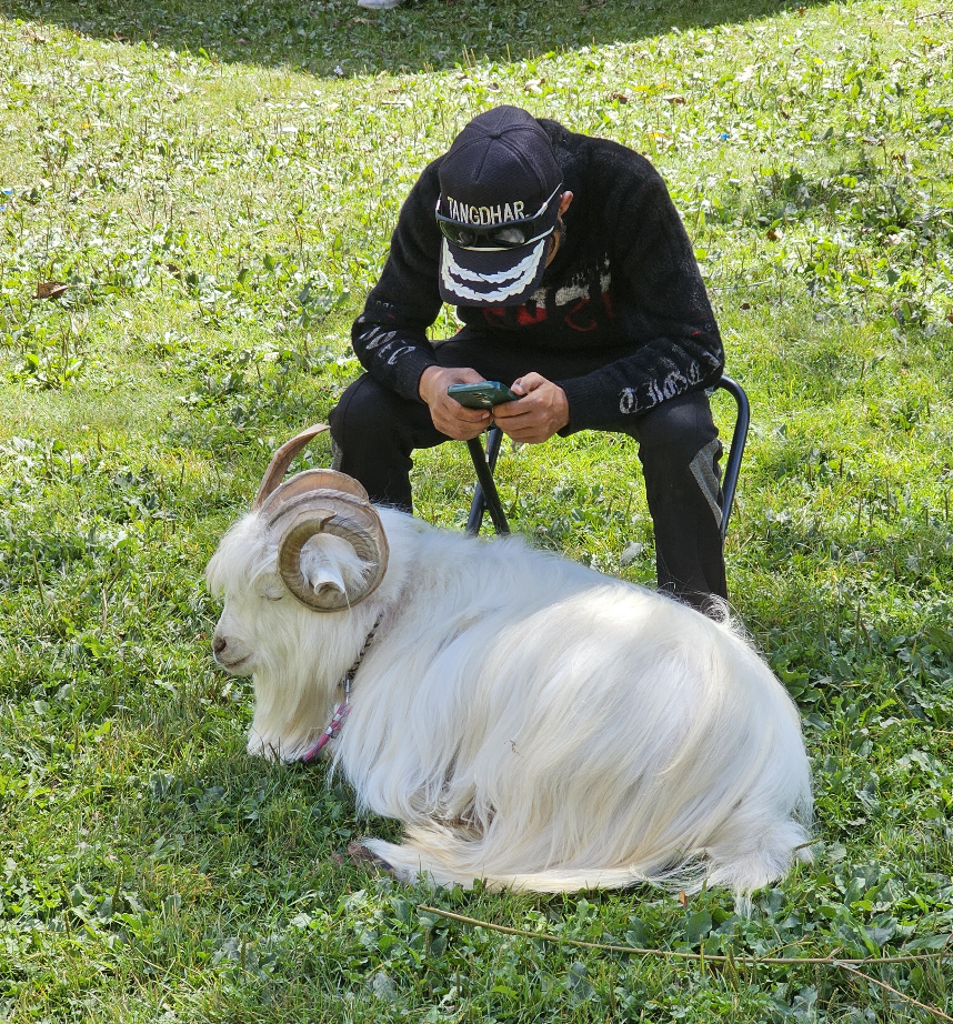 pashmina goat in kashmir