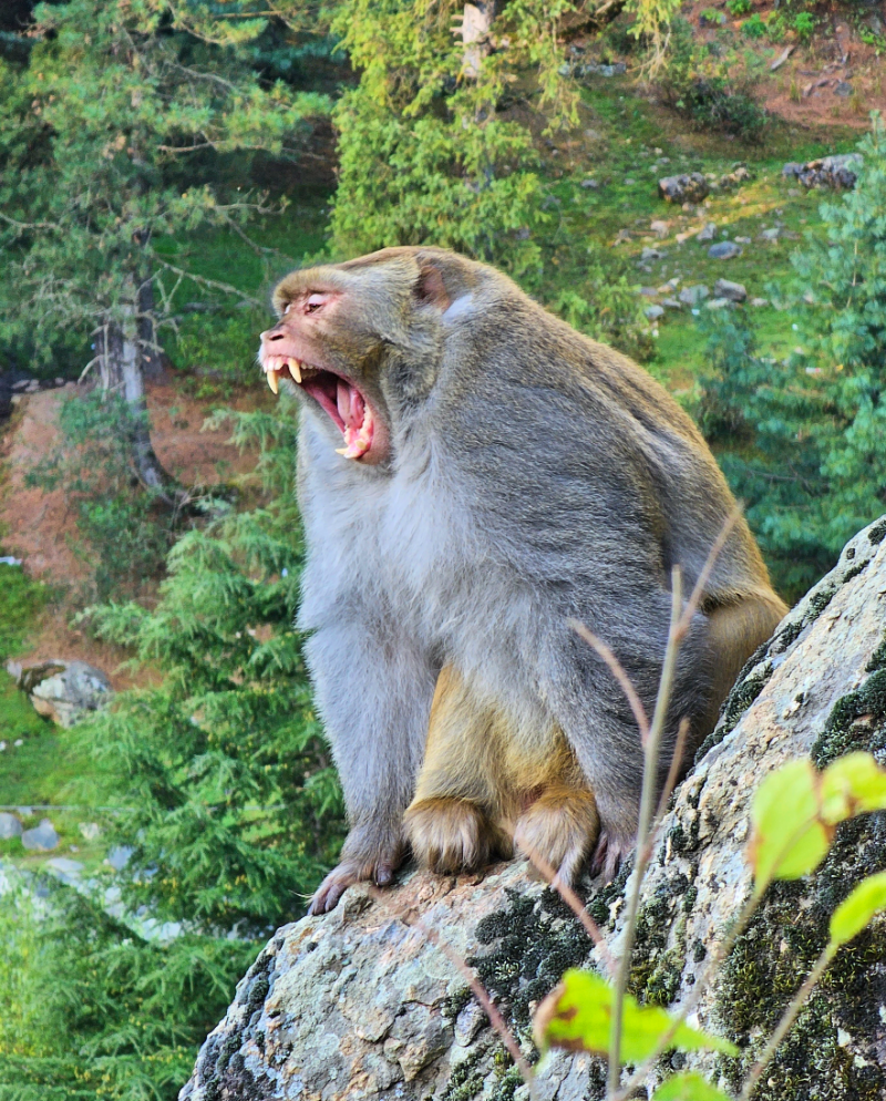 Yawning monkey