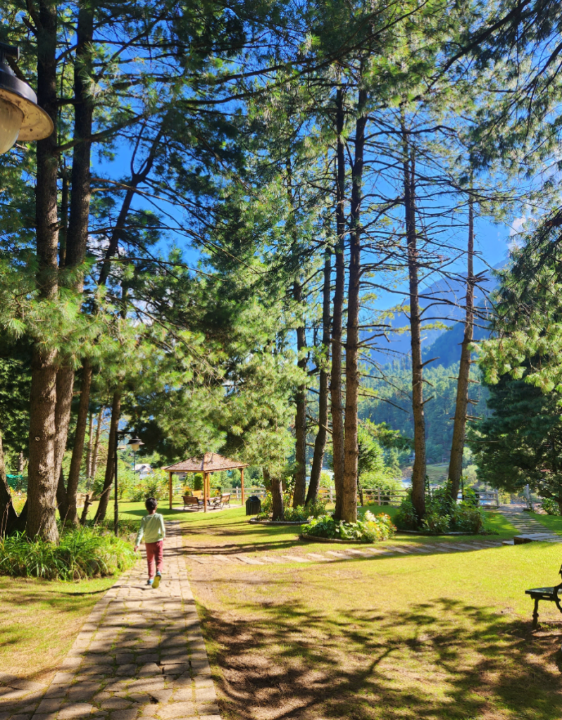 pine trees in pahalgam, kashmir