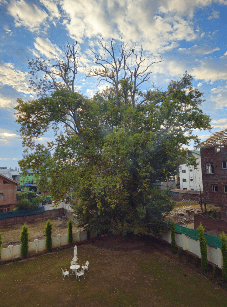 chinaar tree in srinagar