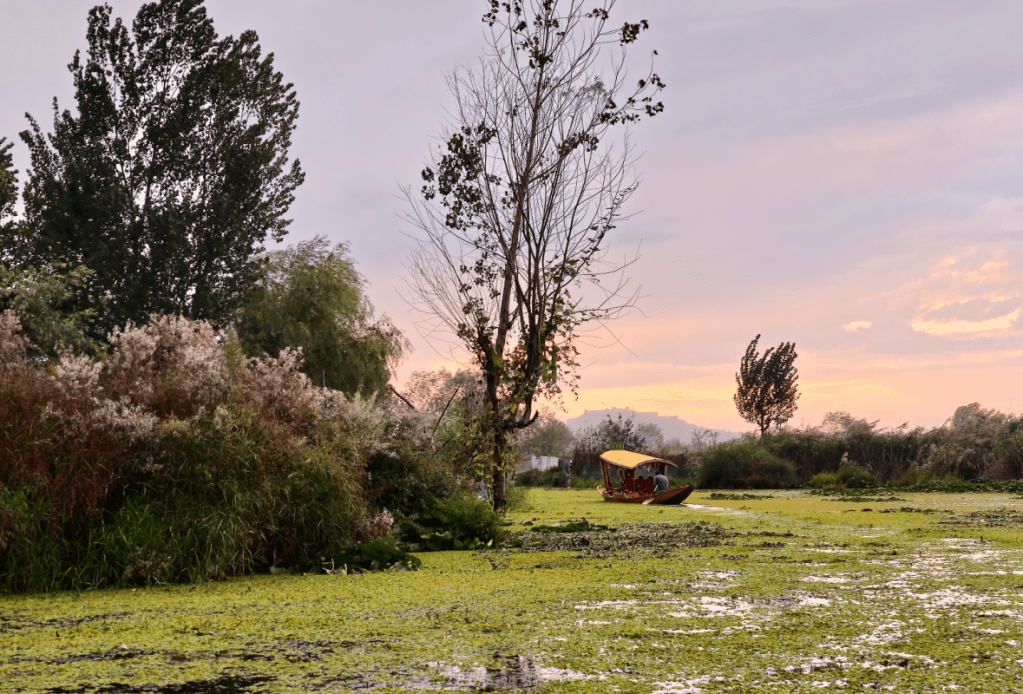 dal lake in the evening