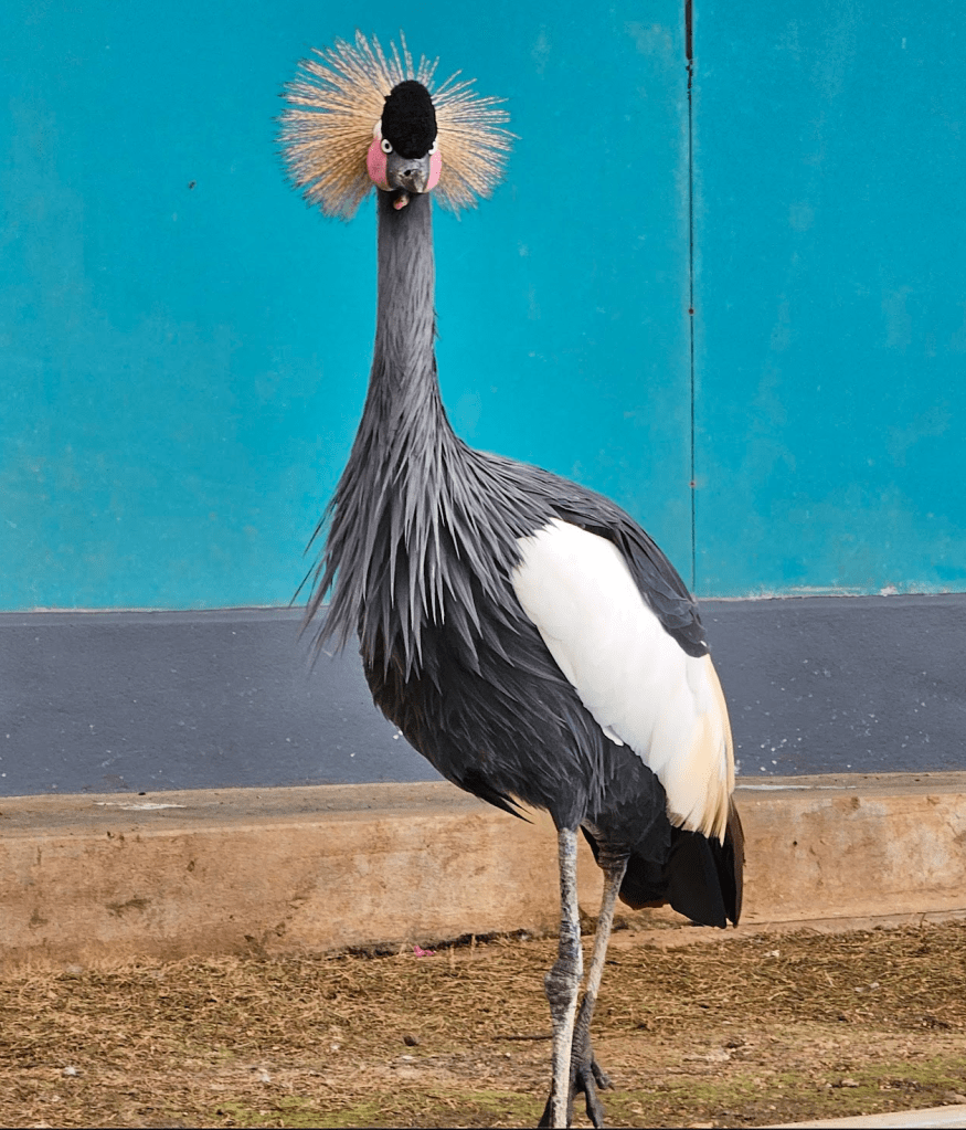 Crowned pheasant at Ramoji Film City Hyderabad Aviary