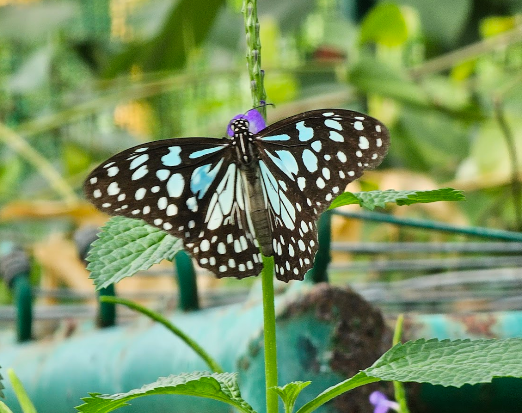 Butterfly at Ramoji Film City Hyderabad Butterfly garden
