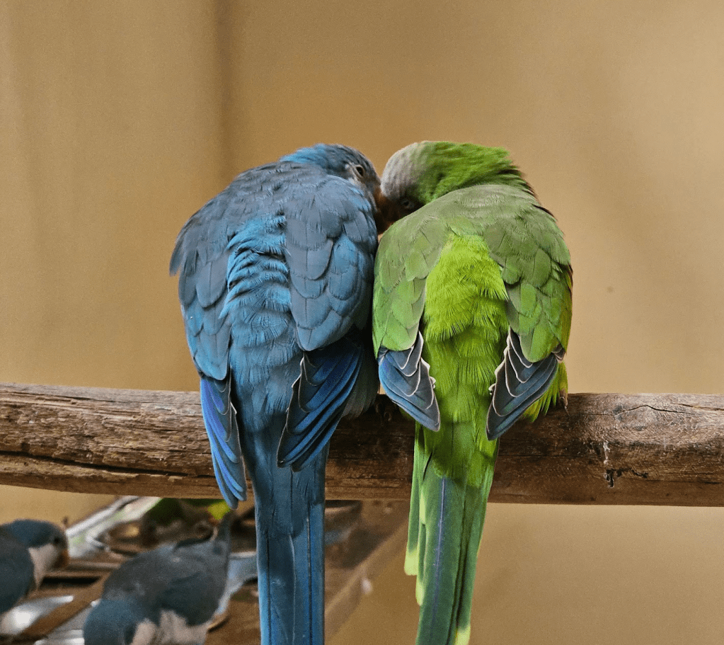 2 love birds kissing at Ramoji Film City Hyderabad Aviary