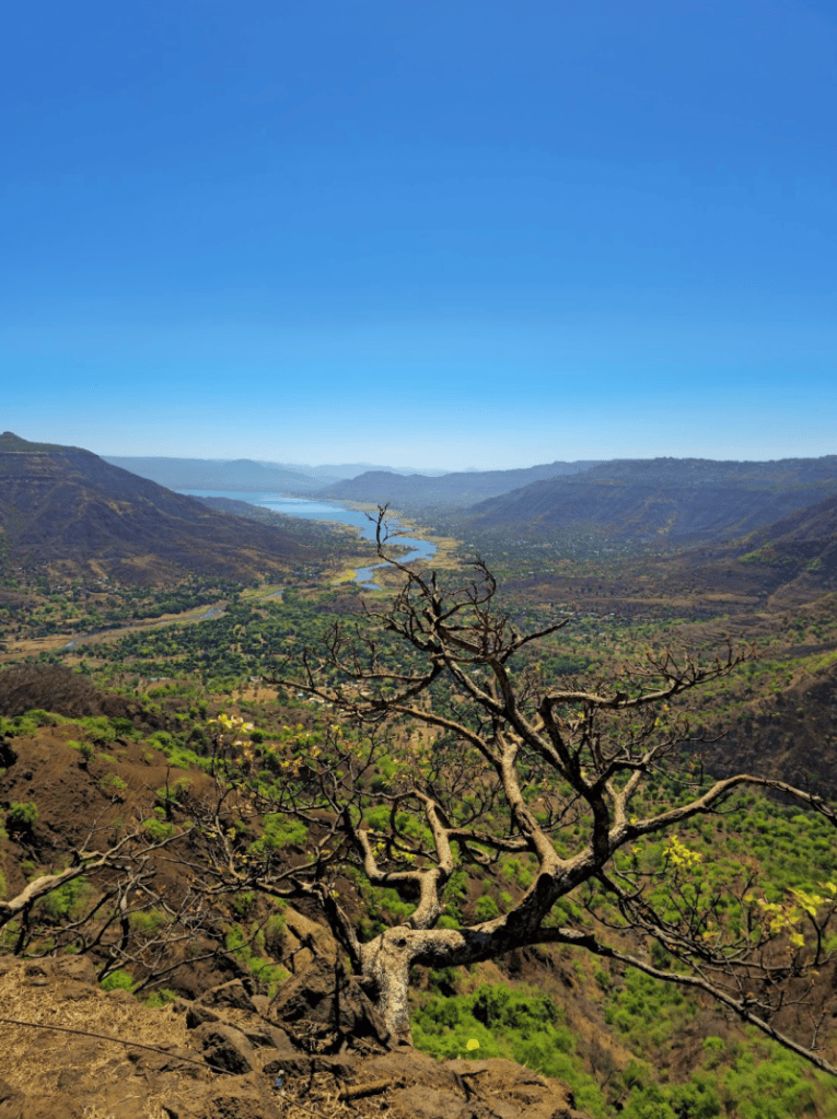 Mahabal Tree Road Trip to Mahabaleshwar: A Cool Respite from the Sweltering Summers ...
