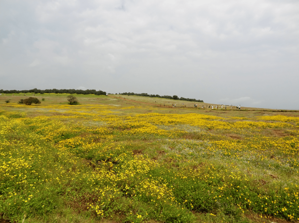 Kaas Valley in bloom