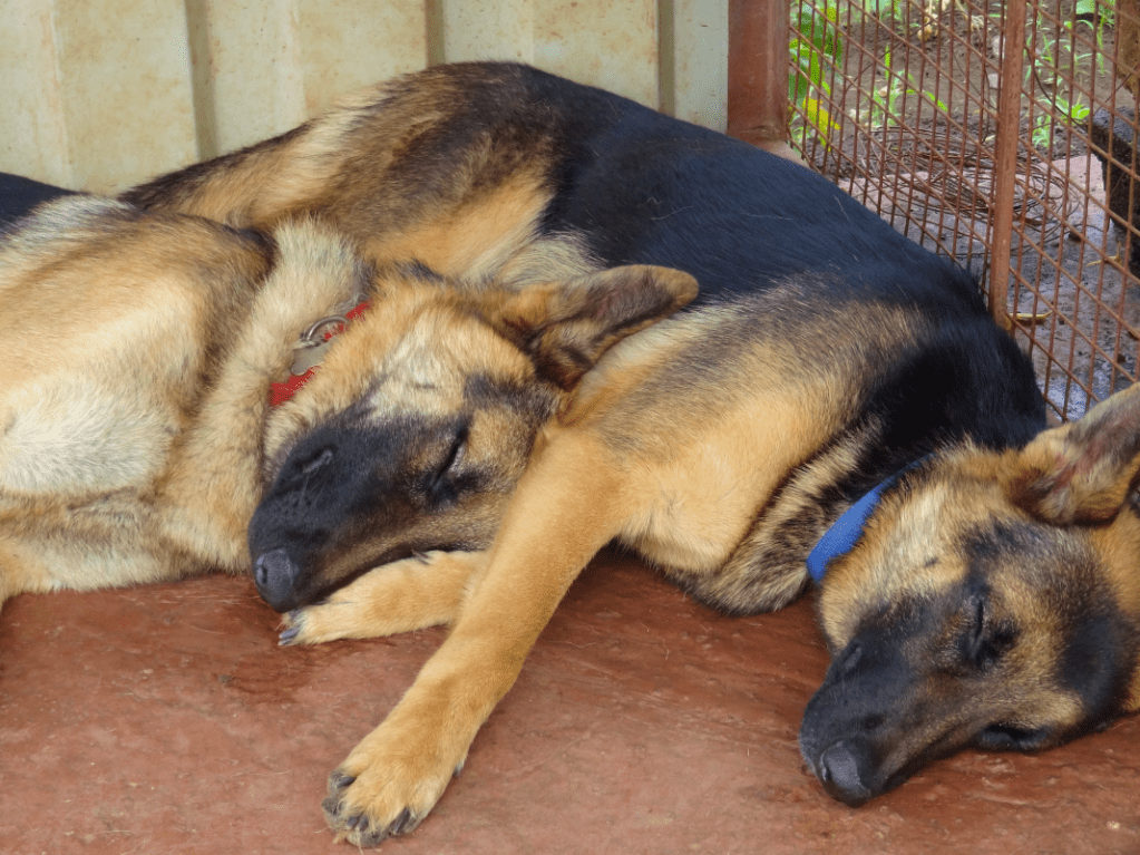 Sleepy German Shepherds at Rutu Farm