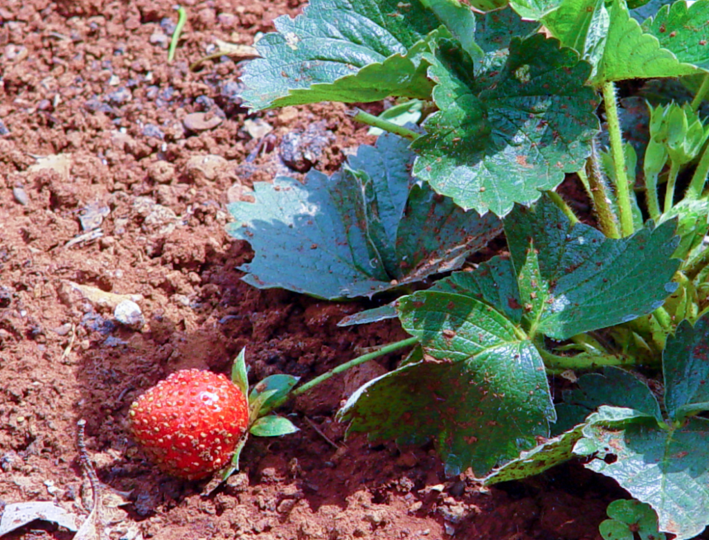 Strawberry plant