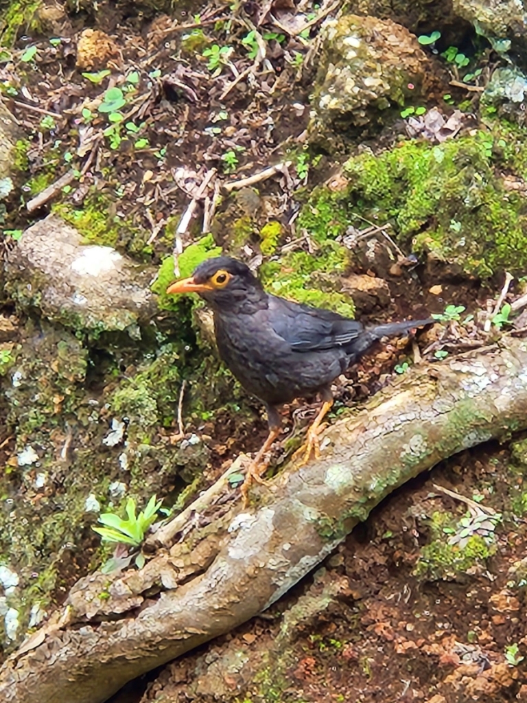 common black bird in Munnar
