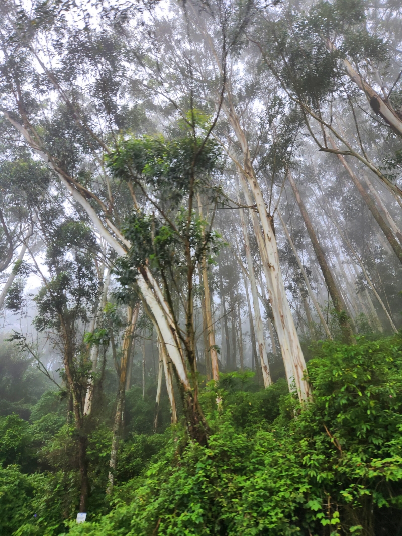Pine and Eucalyptus forest in Munnar