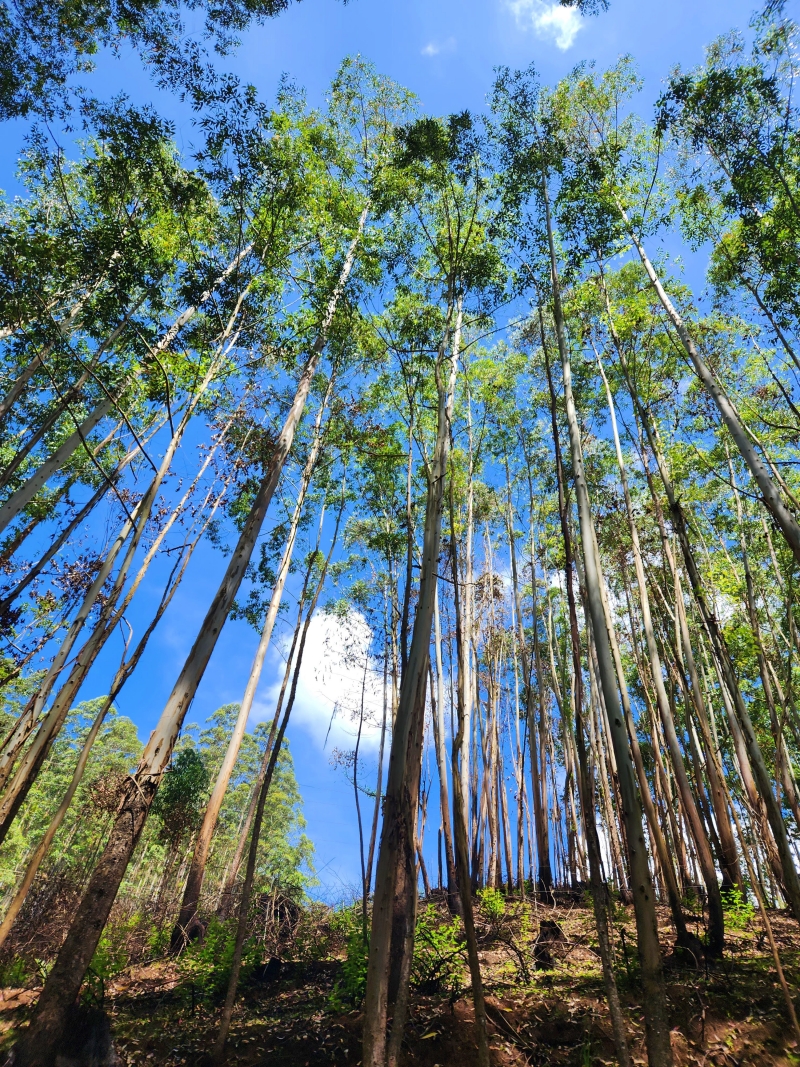 Pine and Eucalyptus forest in Munnar