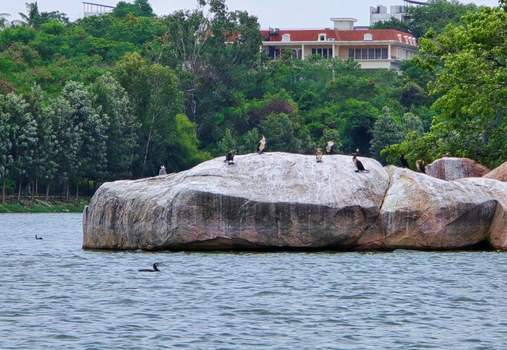 birds on a rock at durgam cheruvu lake