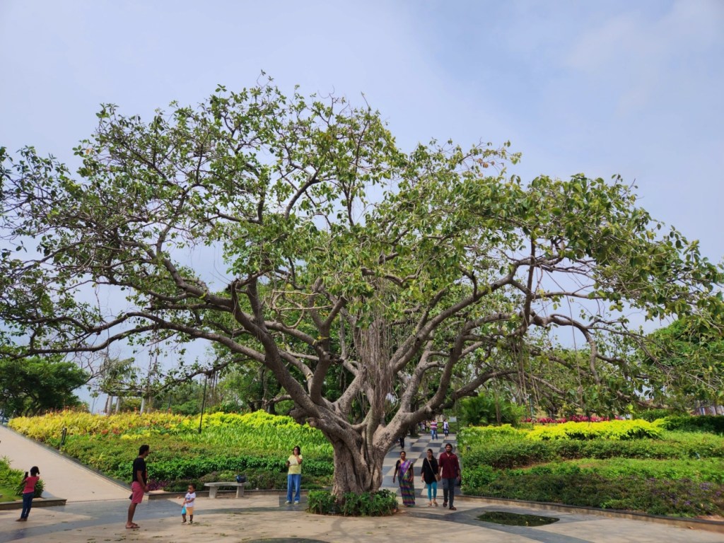Tree in Gandipet park Hyderabad