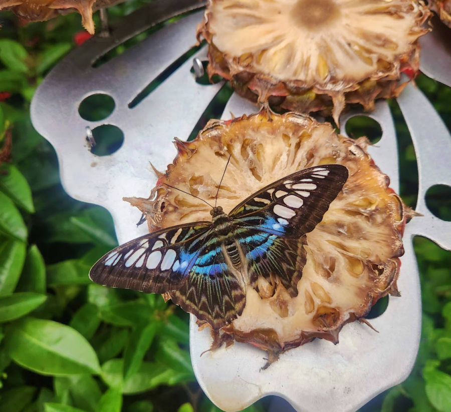 Singapore Changi Airport Butterfly garden