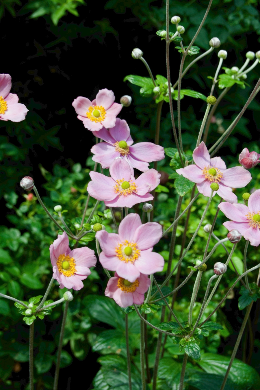 Singapore Flower dome