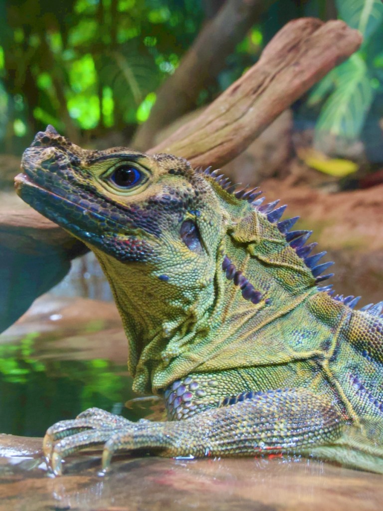 Singapore zoo river wonders dragon