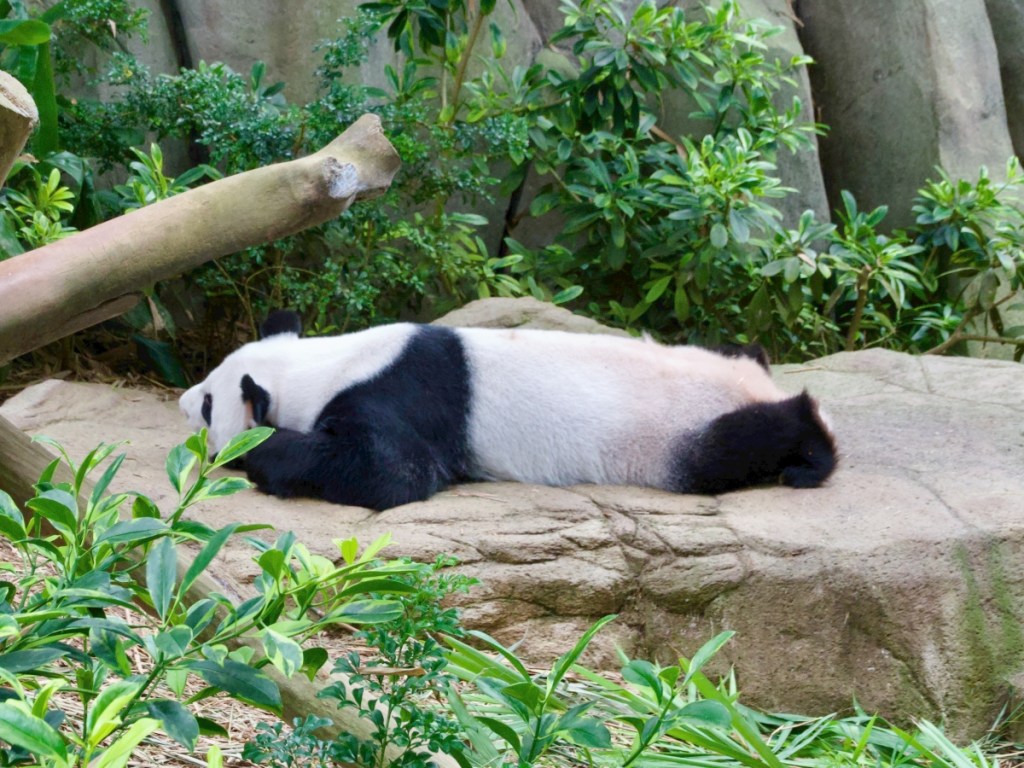 Singapore zoo river wonders panda