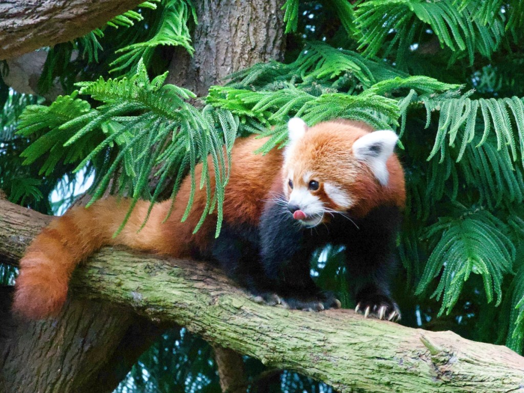 Singapore zoo river wonders red panda