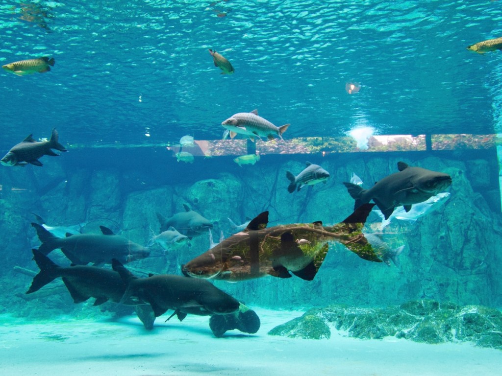 Singapore zoo river wonders aquarium