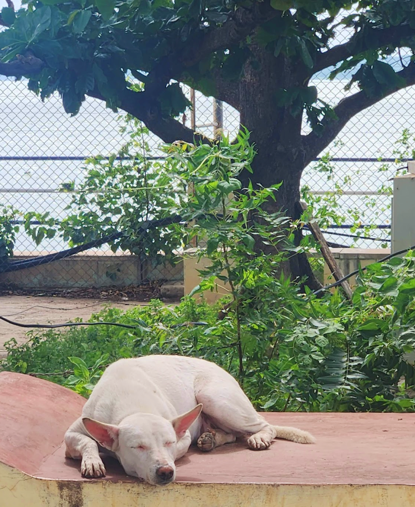 Nagarjuna Sagar Dam launch site sleeping dog
