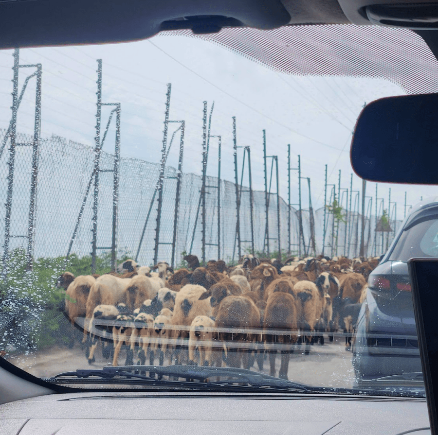 goat traffic in India