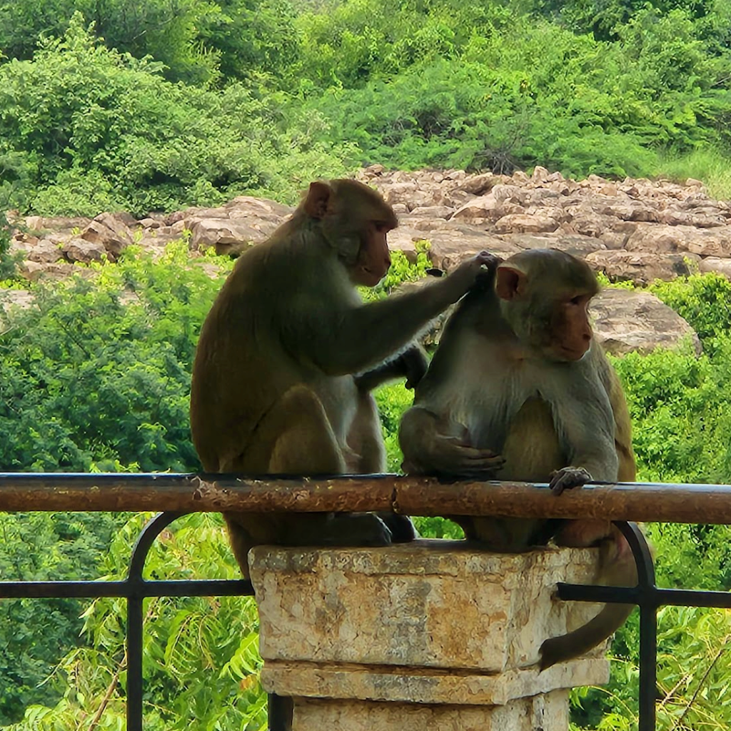 Grooming Monkeys