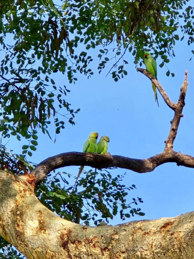 warangal rose ringed parakeet