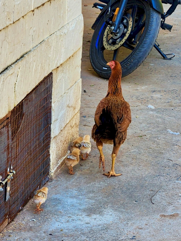 Warangal hen with chicks