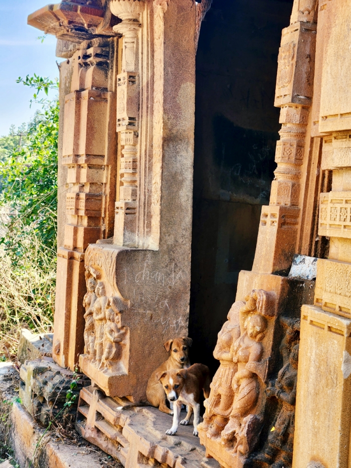 UNESCO site Ramappa Lake puppies