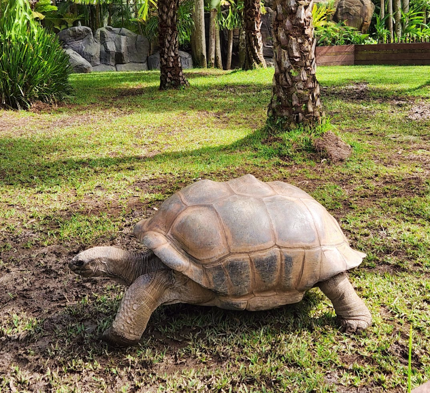 Australia zoo giant tortoise