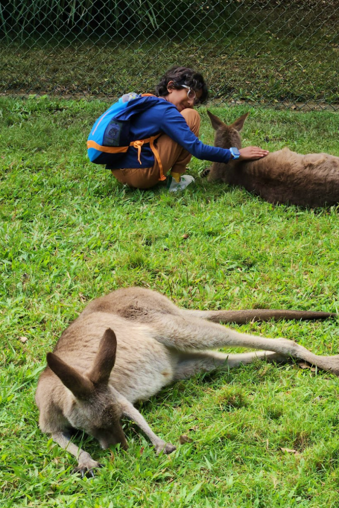 Australia zoo Kangaroo petting