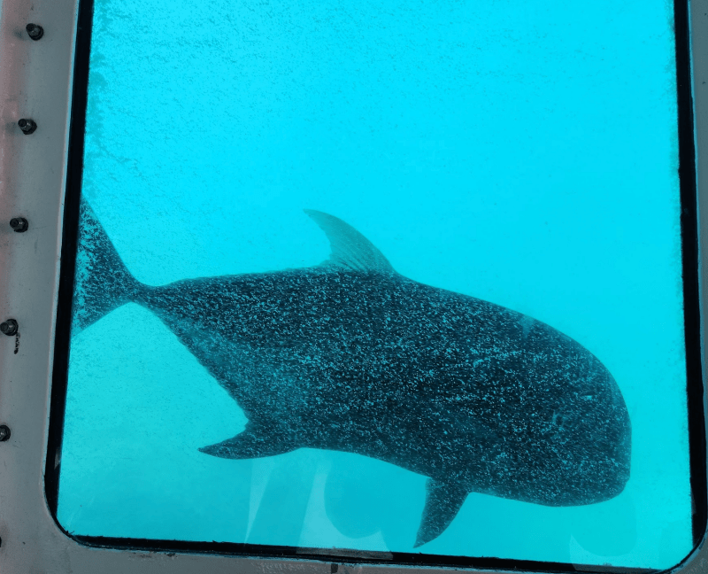 Australian Barrier Reef fish