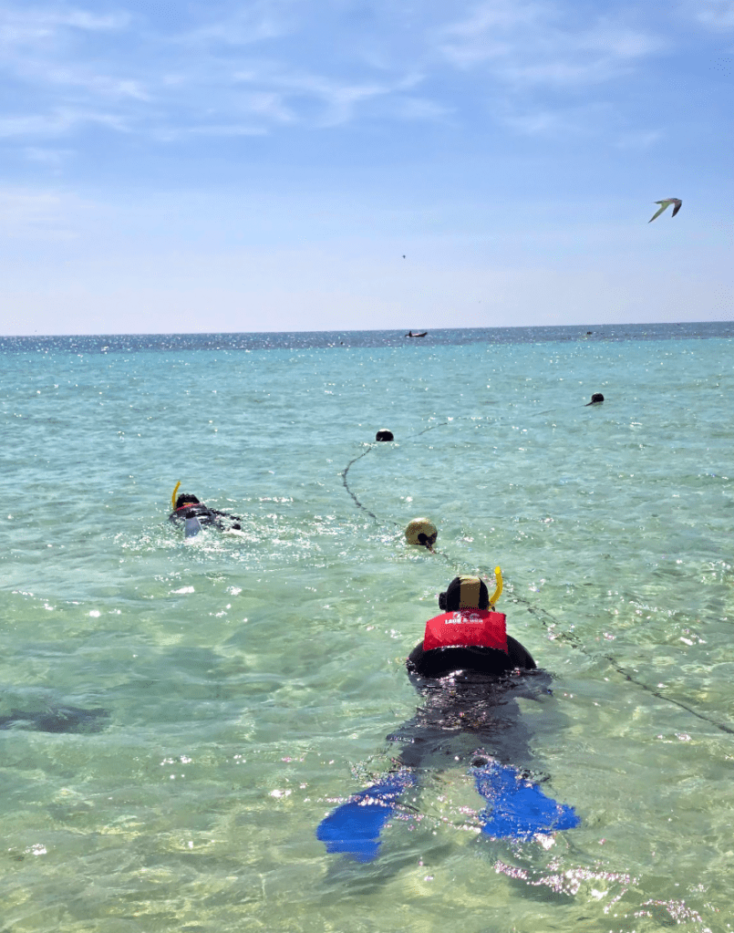 snorkelling in the Barrier reef
