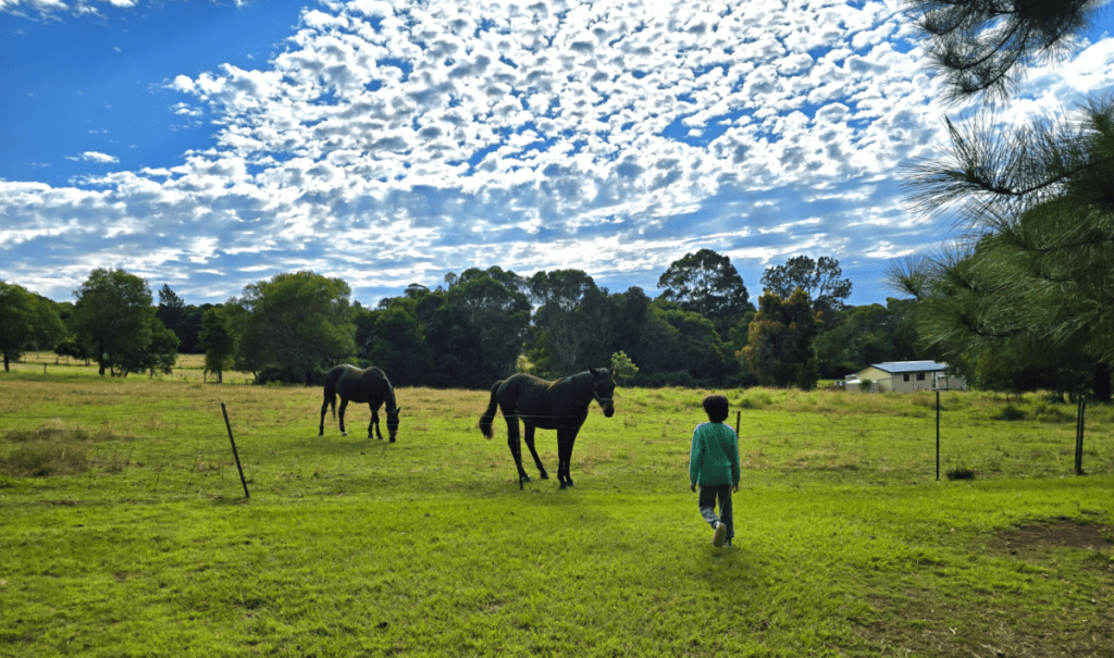 Blackbutt horses