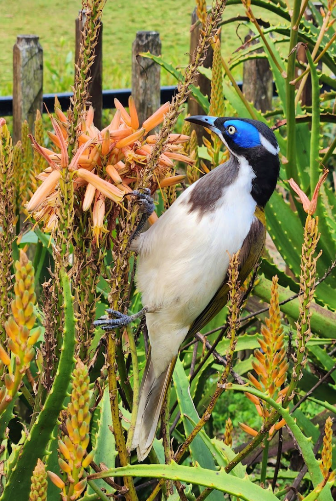 Blue honeyeater birdwatching Australian birds