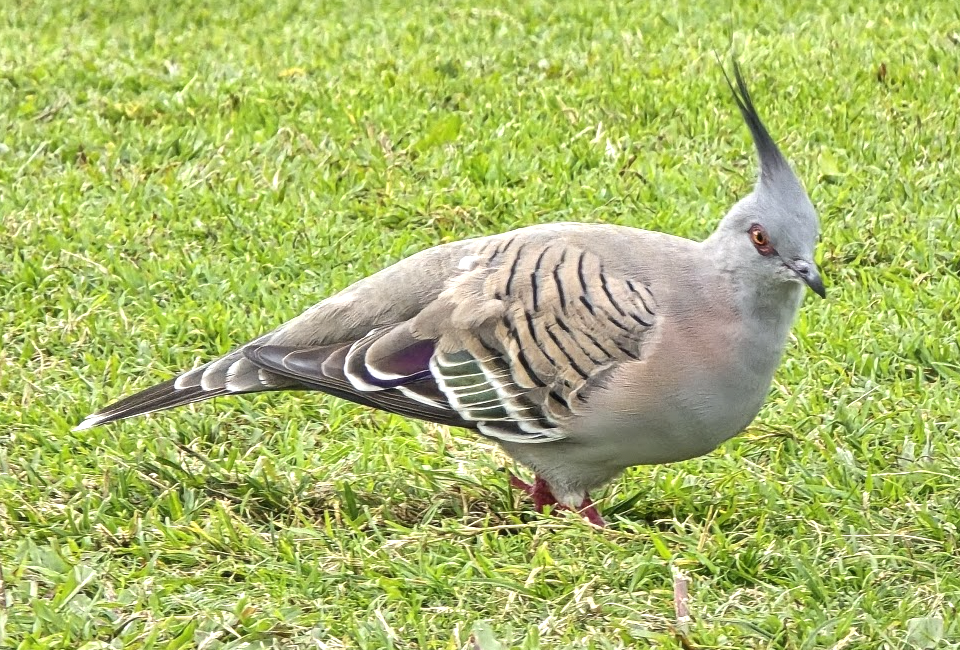 Crested Pigeon birdwatching Australian birds