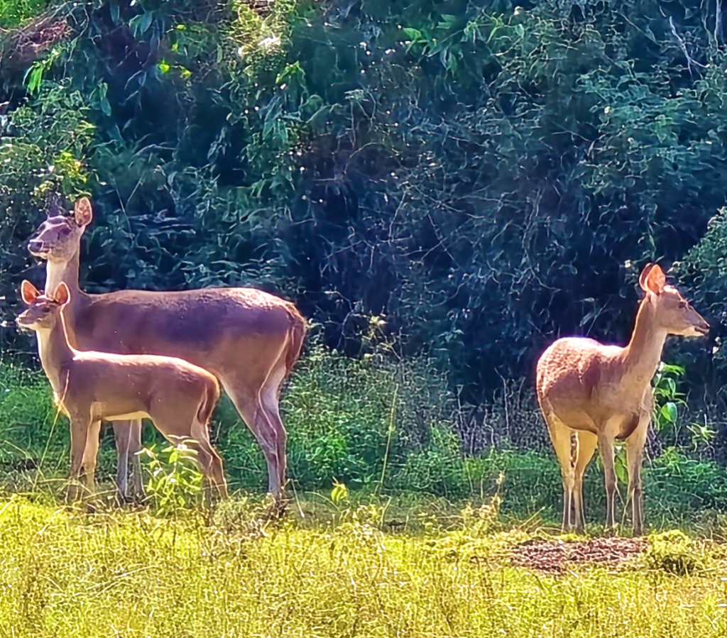 deer family