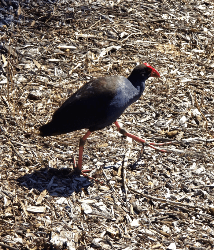 Dusky moorehen birdwatching Australian birds