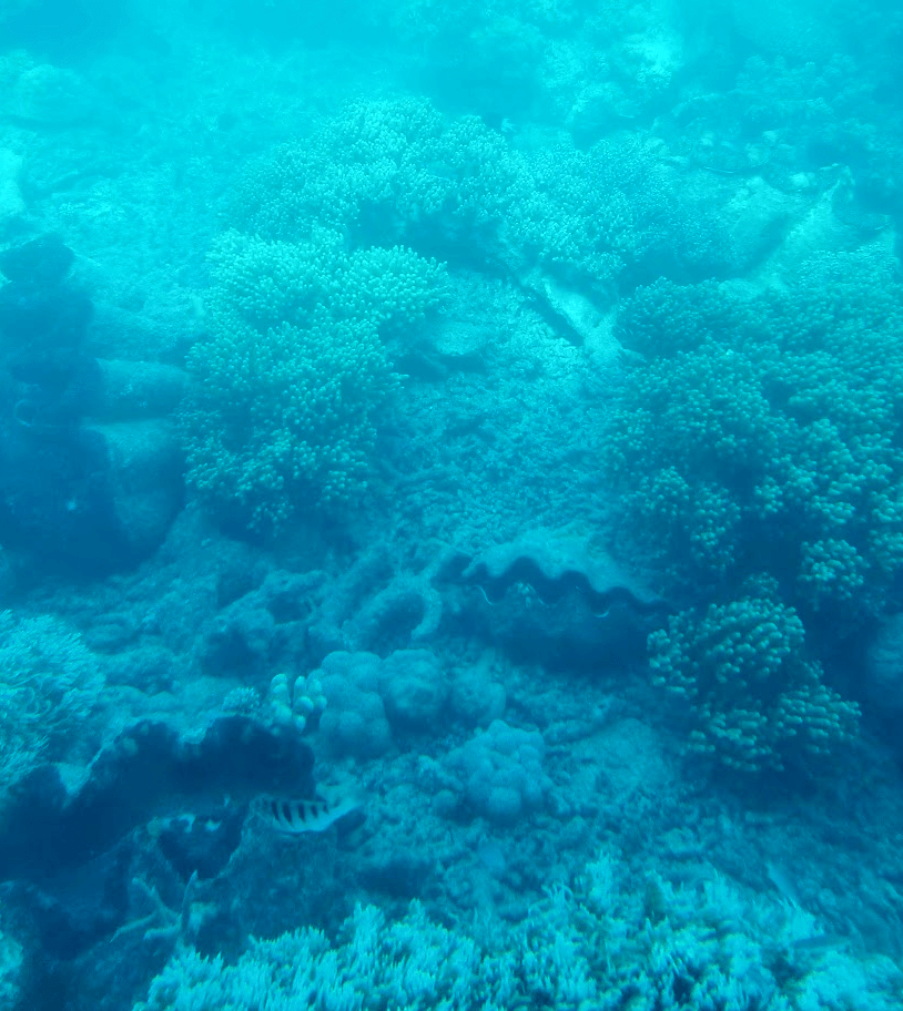 great barrier reef