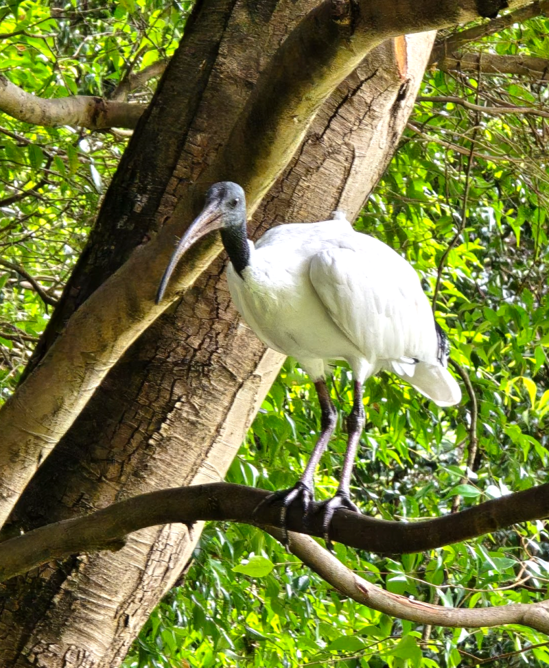Australian ibis birdwatching Australian birds