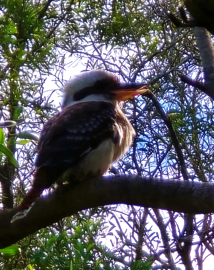 kookaburra birdwatching Australian birds